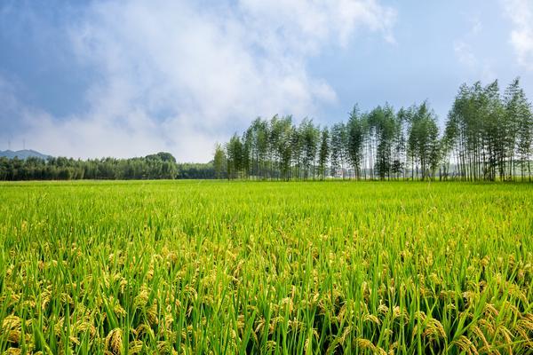 邵阳市农业信贷担保公司有哪些 图1